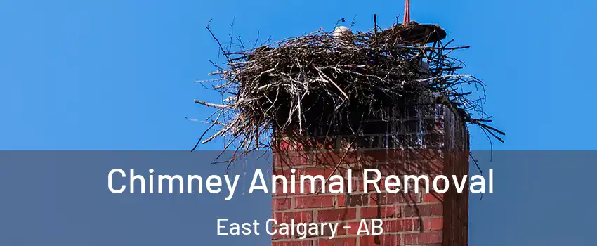 Chimney Animal Removal East Calgary - AB