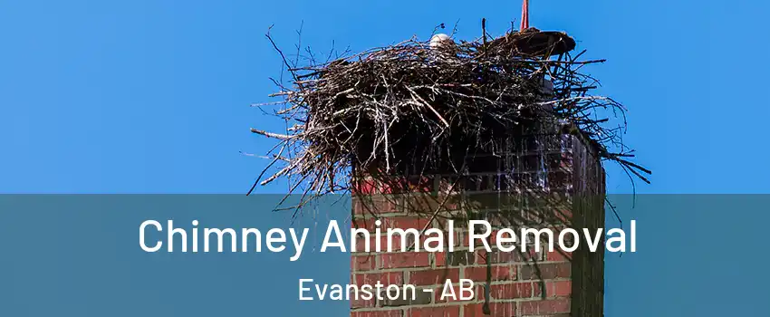 Chimney Animal Removal Evanston - AB