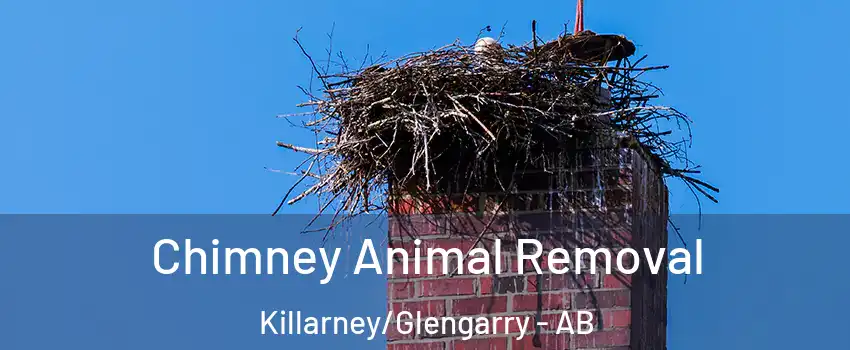 Chimney Animal Removal Killarney/Glengarry - AB