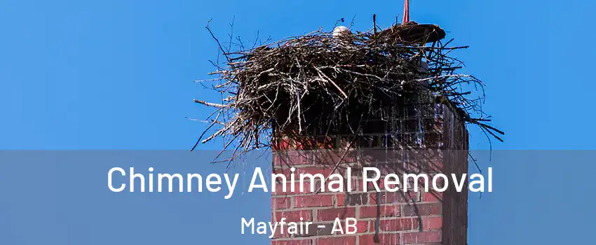 Chimney Animal Removal Mayfair - AB