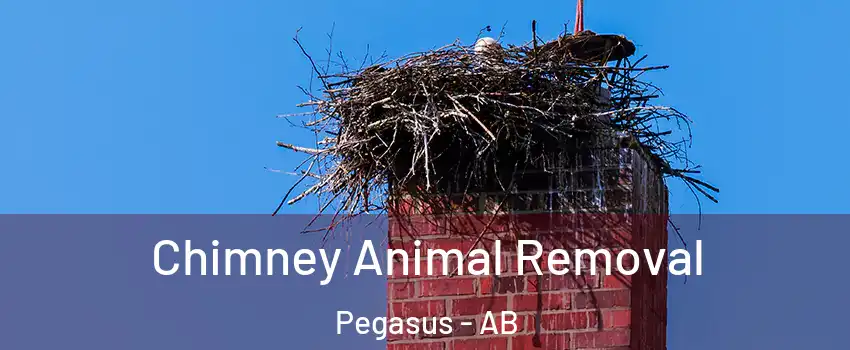  Chimney Animal Removal Pegasus - AB