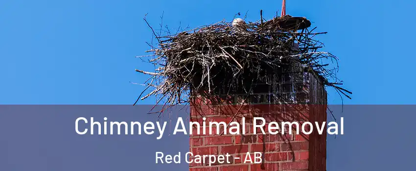 Chimney Animal Removal Red Carpet - AB