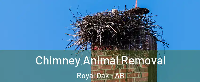  Chimney Animal Removal Royal Oak - AB