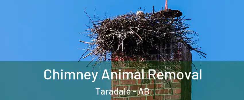 Chimney Animal Removal Taradale - AB