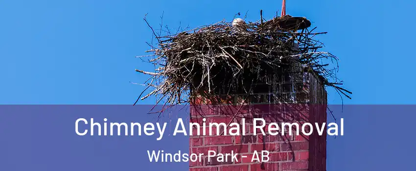 Chimney Animal Removal Windsor Park - AB
