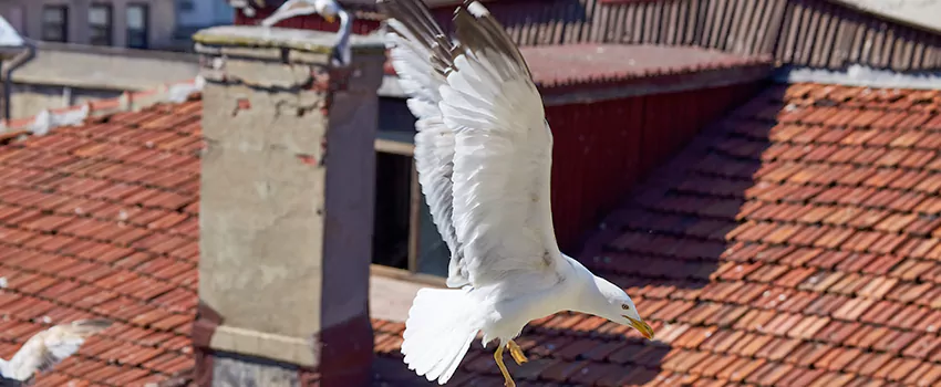 Residential Chimney Animal Removal Solution in Richmond, AB