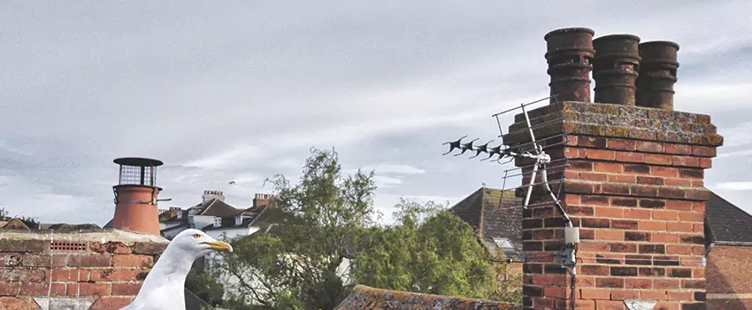 Chimney Cleaning And Restoration in Strathmore, Alberta